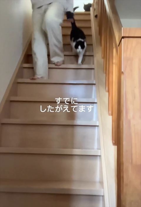 すでにしたがえていますテロップ