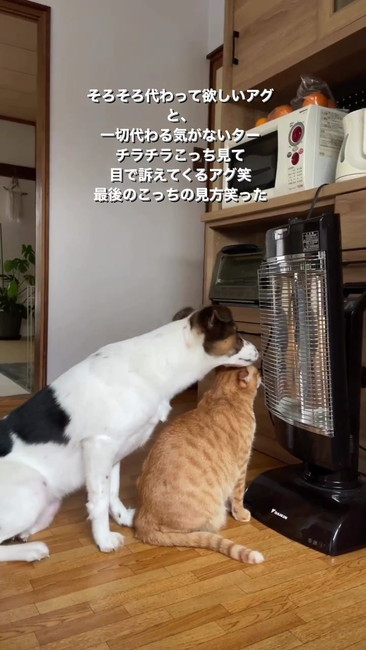 ストーブの前に顔