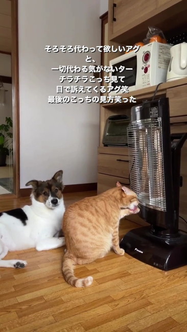 飼い主見るアグ