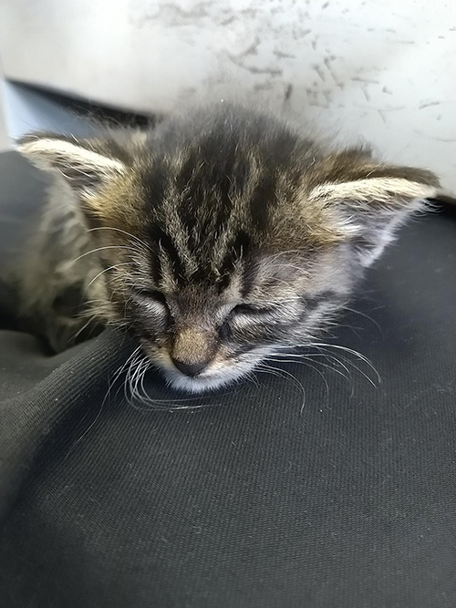 保護猫