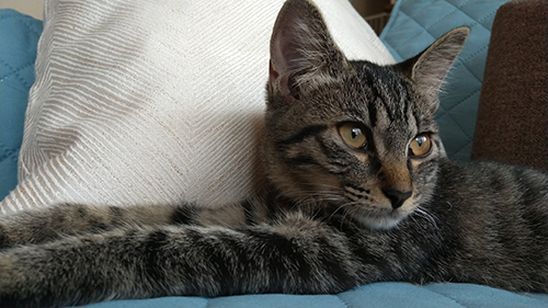 右を向くららちゃん