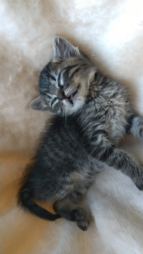 眠る小さい頃のららちゃん