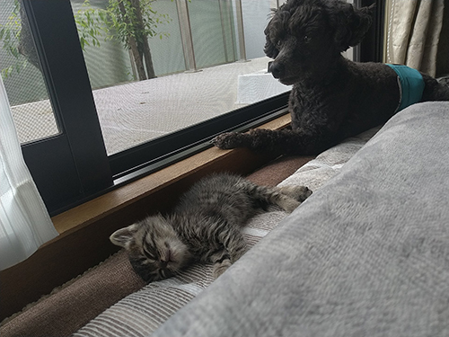 ワンコに見つめられながら眠るららちゃん