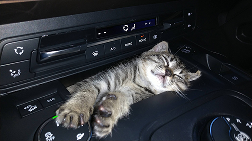 車内で眠る小さい頃のららちゃん