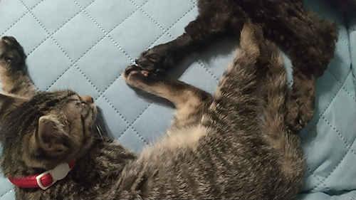 ワンコを見つめるららちゃん