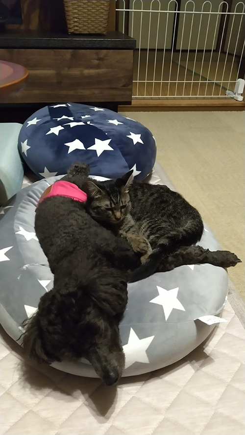 ワンコとららちゃん