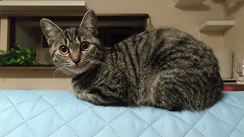 まんまるおめめのららちゃん