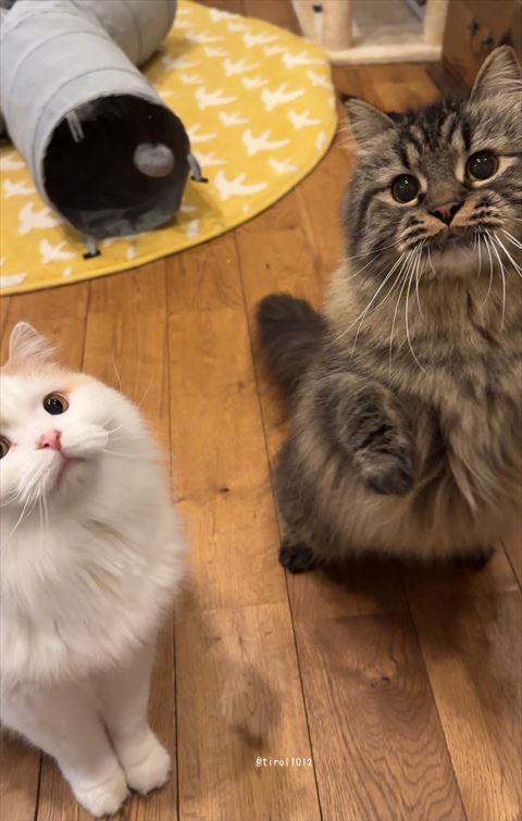 座ってる猫と立ち上がる猫