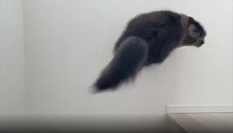 壁を蹴る猫ちゃん