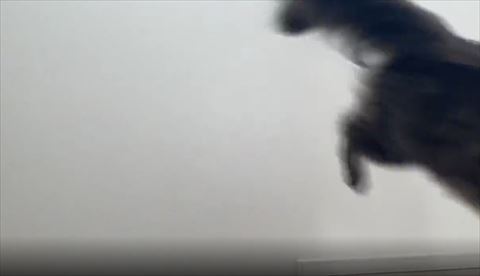 画面右側にうつる猫ちゃんのしっぽとお尻