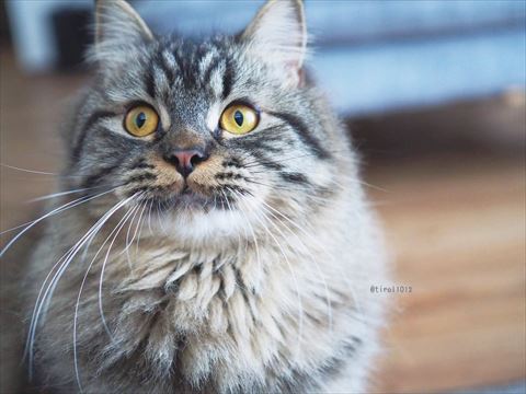 グレー猫ちゃんアップ