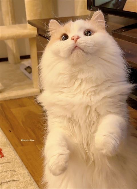 2足立ち猫ちゃん