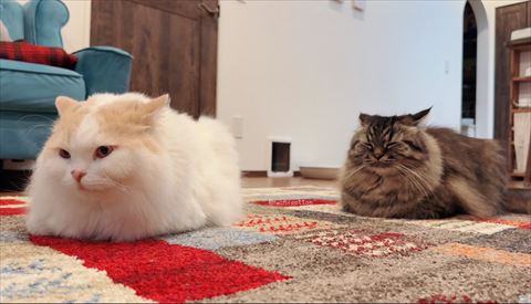 香箱座りする猫2匹