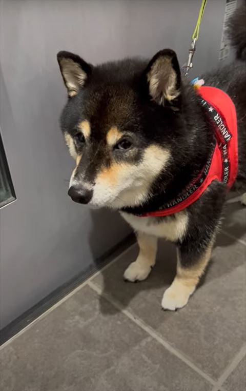 飼い主に上目遣いワンコ