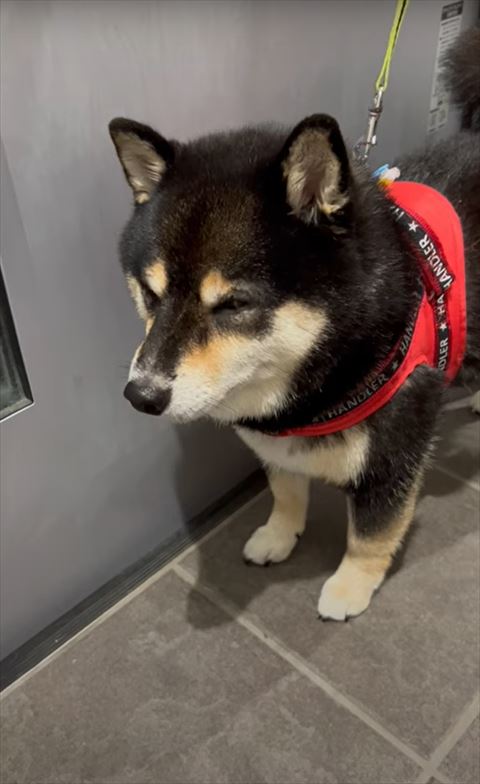 うとうとしてるワンコ