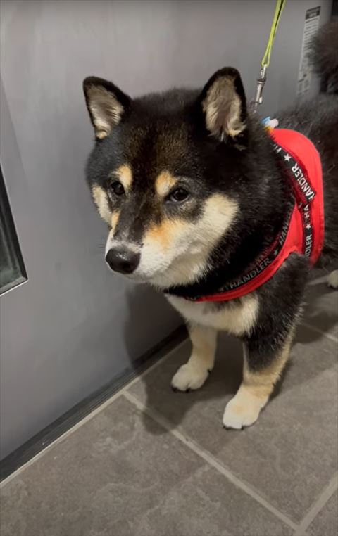 飼い主を見上げるワンコ