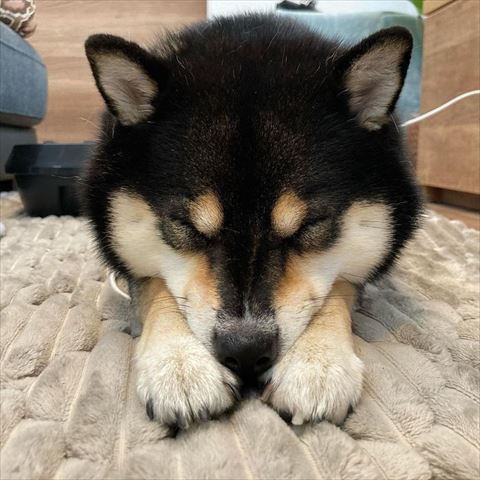 前足に顔をのせて寝てるワンコ