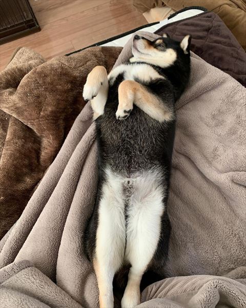 おなか見せて伸びてるワンコ