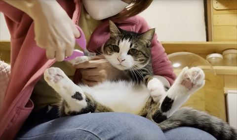 抱っこで爪切られる猫
