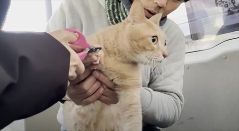 車内で爪切り猫