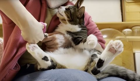 抱っこで爪切られる猫飼い主見る