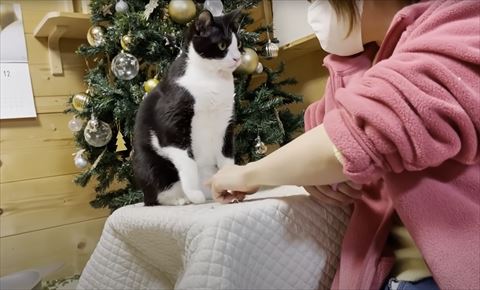 お座り猫の前足さわろうとする飼い主