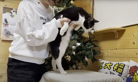 2足で立たされる猫
