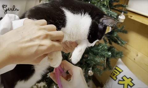 白黒猫爪切り横から
