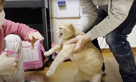 威嚇する猫ちゃん