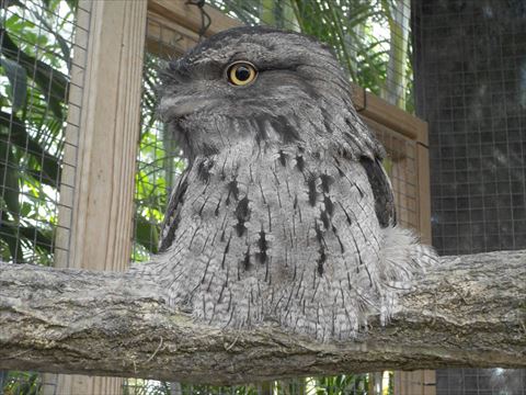 木の上に座るガマグチヨタカ