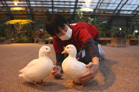 コールダックを両手で包もうとするスタッフ