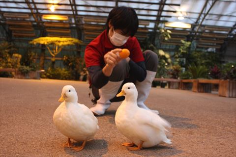 みかんを持つスタッフ