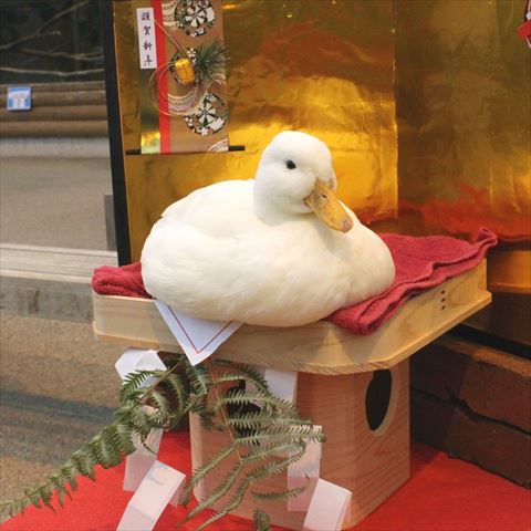 鏡もちダック横から