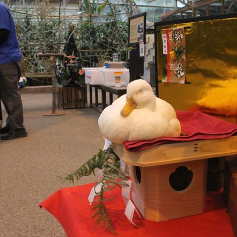 鏡餅になって寝るアヒル