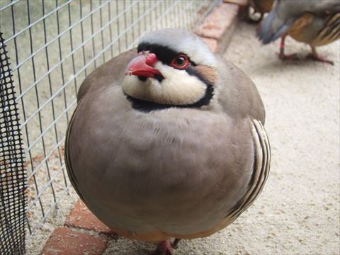 真ん丸なイワシャコ