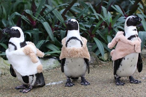 洋服着たぺんぎん