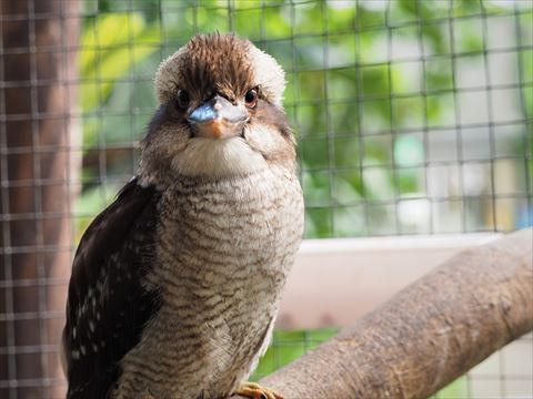 ワライカワセミ