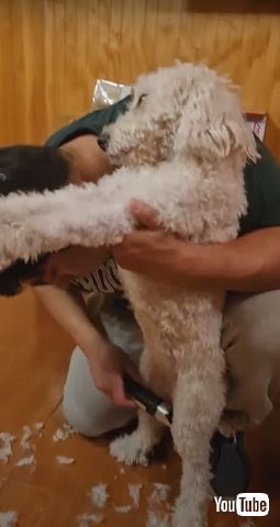 トリミングワンコ