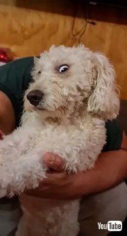 トリミングのワンコ