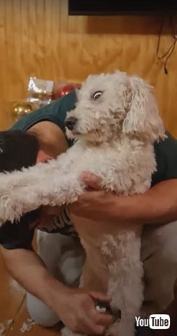 毛を刈られるワンコ