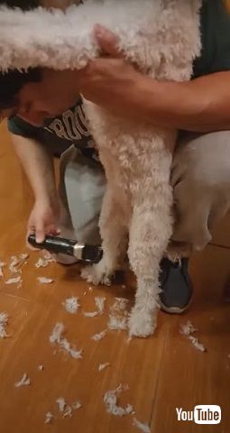 ワンコをカット