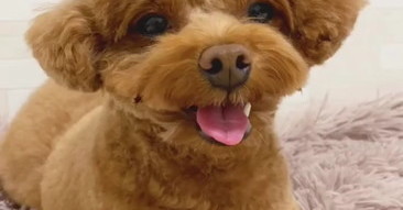 まさかの角刈りにされ、“アタック西本“と言われたトイプードル　1カ月でもとに戻るも「角刈りかわいかった」の声に困惑 | ねとらぼ