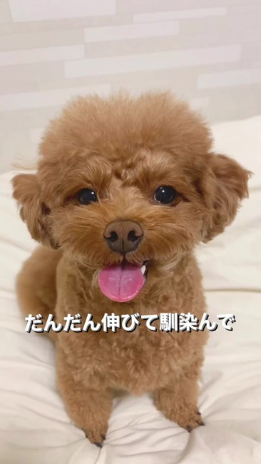 だんだん伸びて