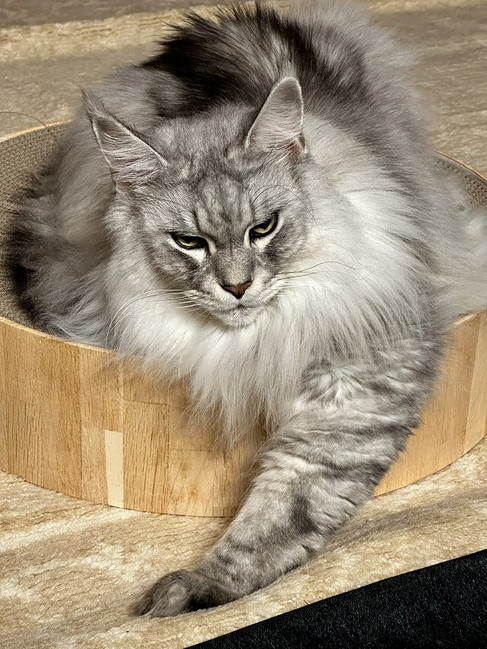 メインクーンの現在