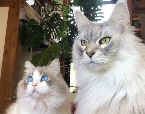 メインクーンとラグドール