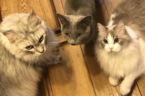 おやつがほしい猫3匹