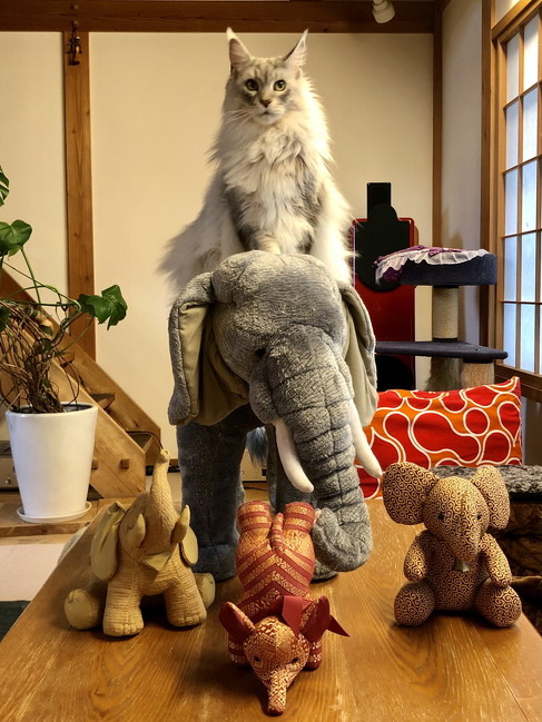 ゾウに乗るメインクーン