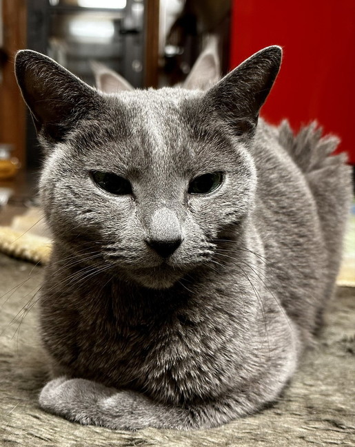 ロシアンブルー