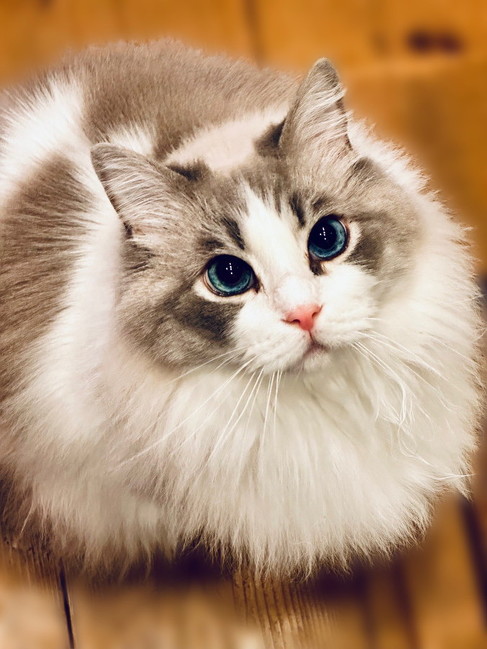 8キロあるラグドール