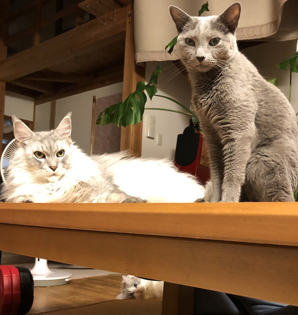 メインクーンとロシアンブルー